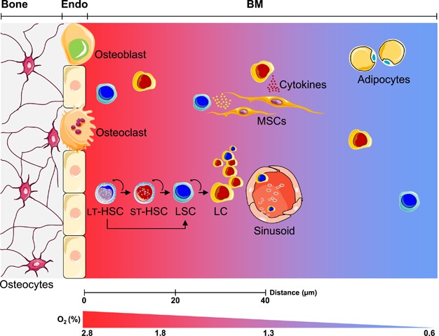 Integration Of Hypoxic Hif A Signaling In Blood Cancers Oncogene