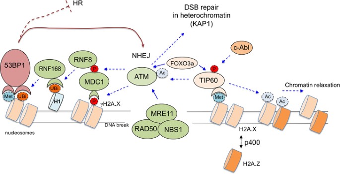 new factors in mammalian dna repair