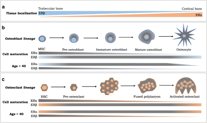 Estrogen receptors in breast and bone: from virtue of ...
