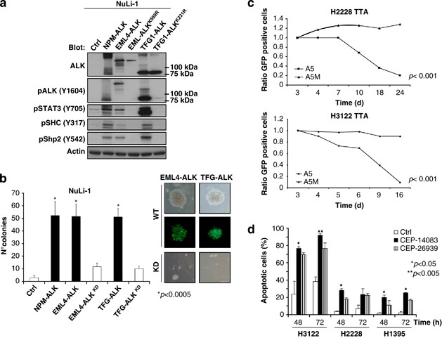 The egfr family members sustain the neoplastic phenotype of alk+ lung adenocarcinoma via egr1