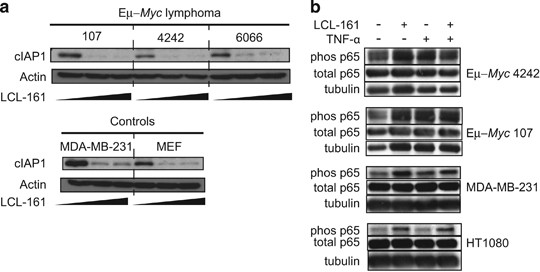 The Smac Mimetic Lcl 161 Reduces Survival In Aggressive Myc Driven Lymphoma While Promoting Susceptibility To Endotoxic Shock Oncogenesis