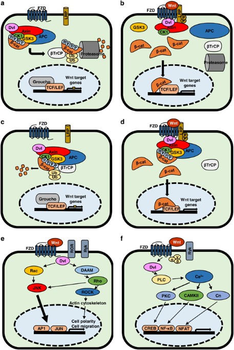 Wnt signaling in triple-negative breast cancer