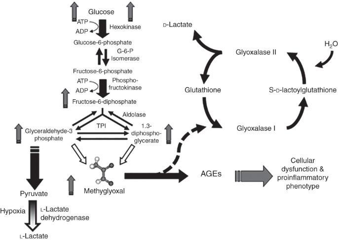 methylglyoxal and reduced glutathione Methylglyoxal concentrations differ in standard and washed neonatal packed  red blood cells
