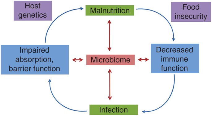 Childhood malnutrition and the intestinal microbiome | Pediatric Research