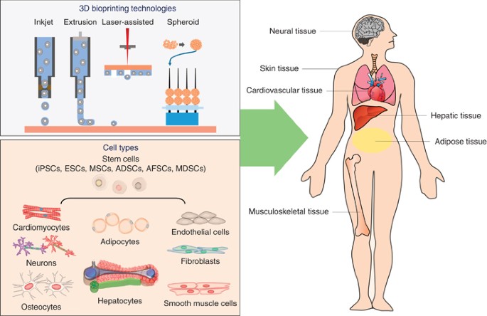 3D bioprinting using stem cells | Pediatric Research