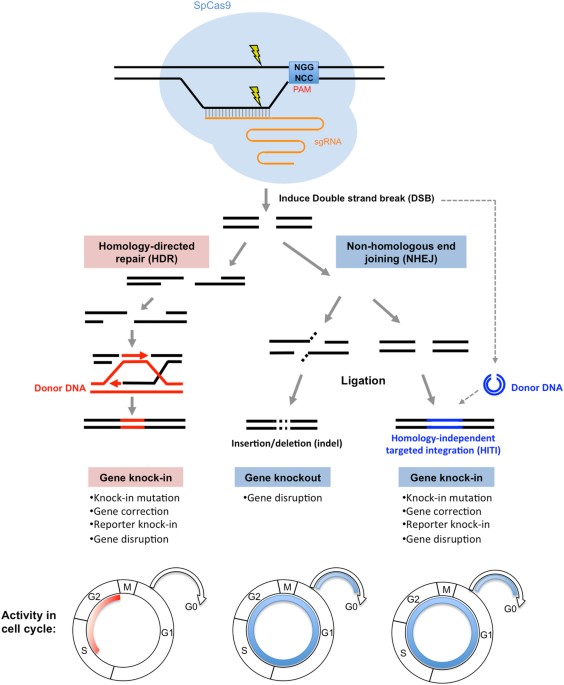 in vivo genome editing via the hiti method as a tool for gene genome editing