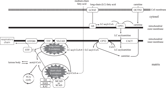 Management and diagnosis of mitochondrial fatty acid oxidation disorders:  focus on very-long-chain acyl-CoA dehydrogenase deficiency | Journal of  Human Genetics