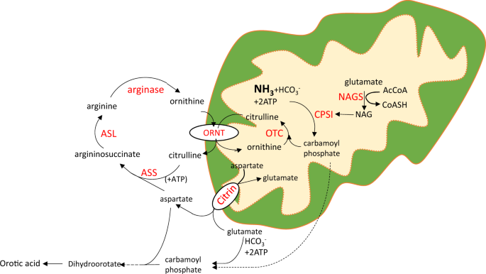 Urea
