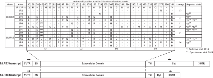 Characterization Of Lilrb3 And Lilra6 Allelic Variants In The Japanese Population Journal Of Human Genetics Characterization Of Lilrb3 And Lilra6 Allelic Variants In The Japanese Population Journal Of Human Genetics
