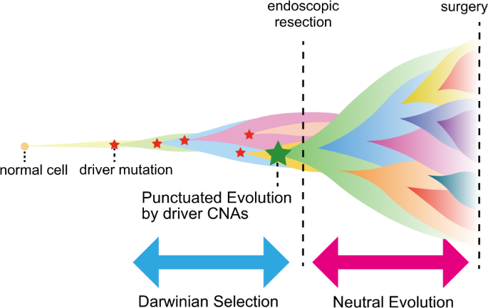 Modeling colorectal cancer evolution | Journal of Human Genetics