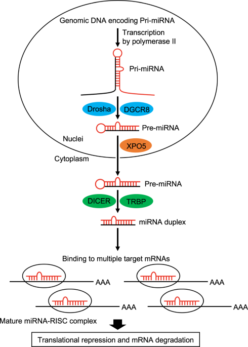 Cancer-associated miRNAs and their therapeutic potential | Journal of Human  Genetics