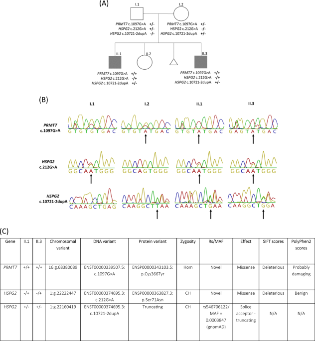 Novel prmt7 mutation in a rare case of dysmorphism and intellectual disability