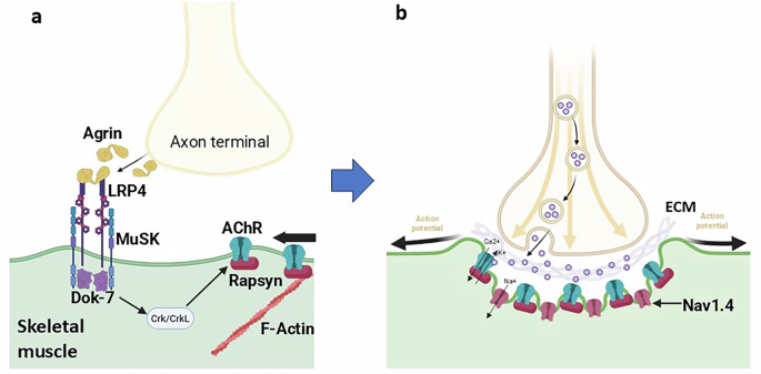 Neuromuscular junction pathology in amyotrophic lateral sclerosis and emerging molecular therapeutic strategies