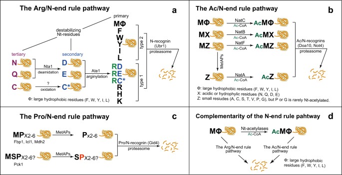 Control Of Protein Degradation By N Terminal Acetylation And The N End Rule Pathway Experimental Molecular Medicine