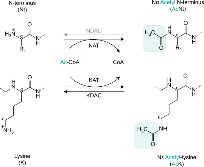 Spotlight on protein N-terminal acetylation | Experimental ... hyaluronic acid diagram 