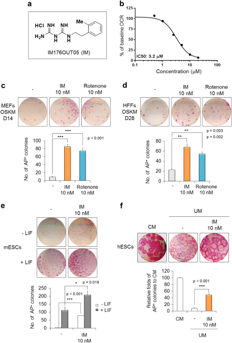 A Novel And Safe Small Molecule Enhances Hair Follicle Regeneration By Facilitating Metabolic Reprogramming Experimental Molecular Medicine