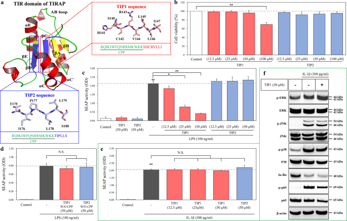 A Cell Penetrating Peptide Blocks Toll Like Receptor Mediated Downstream Signaling And Ameliorates Autoimmune And Inflammatory Diseases In Mice Experimental Molecular Medicine A Cell Penetrating Peptide Blocks Toll Like Receptor Mediated Downstream Signaling And Ameliorates Autoimmune And Inflammatory Diseases In Mice Experimental Molecular Medicine