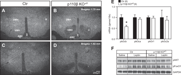P110b In The Ventromedial Hypothalamus Regulates Glucose And Energy Metabolism Experimental Molecular Medicine P110b In The Ventromedial Hypothalamus Regulates Glucose And Energy Metabolism Experimental Molecular Medicine