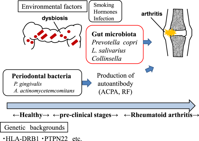 Gyulladásos bélbetegségek bőrgyógyászati vonatkozásai – a bél-mikrobiom tükrében