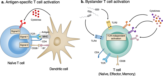Bystander CD4+ T cells: crossroads between innate and adaptive immunity |  Experimental & Molecular Medicine