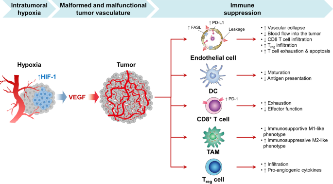 bpc-157 angiogenesis vegf cancer risk Combination of anti-angiogenic therapy and immune checkpoint blockade normalizes vascular-immune crosstalk to potentiate immunity Check out Shelly’s testimony Type:IM Bacteriostatic Water Starter Pack