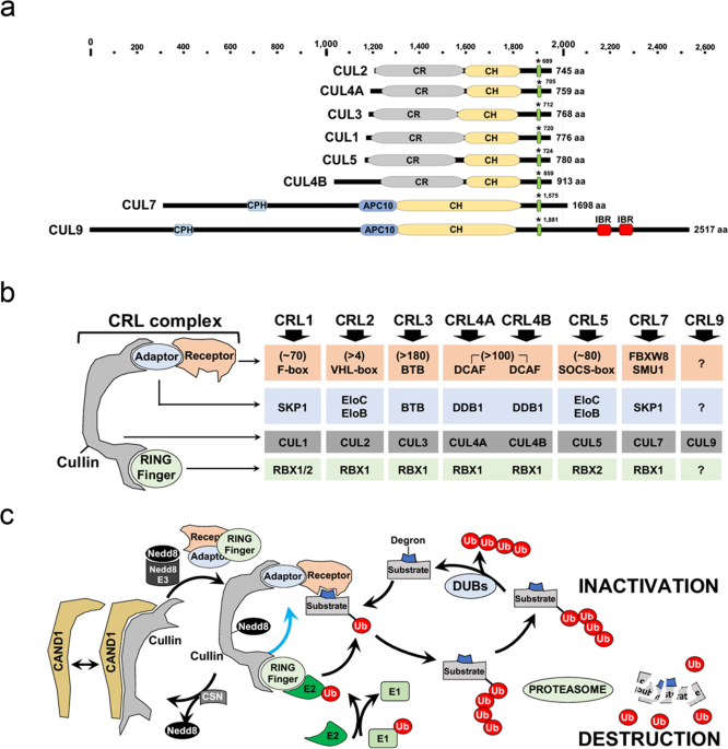 humán papillomavírus ubiquitin