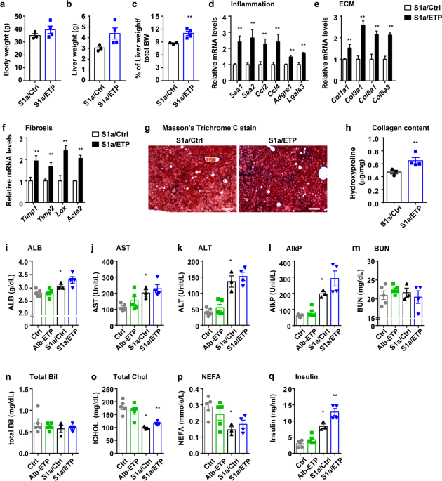 The Impact Of Endotrophin On The Progression Of Chronic Liver Disease Experimental Molecular Medicine