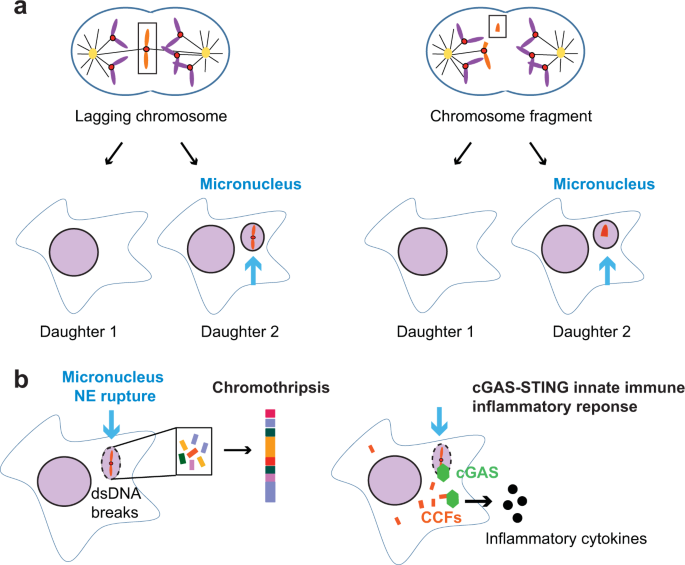 Small but mighty: the causes and consequences of micronucleus rupture | Experimental & Molecular Medicine small-but-mighty-the-causes-and-consequences-of-micronucleus-rupture-experimental-molecular-medicine