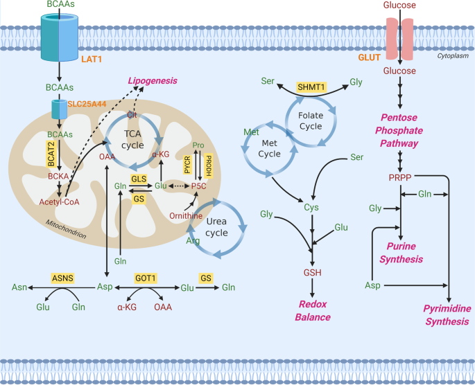 Amino Acids In Cancer Experimental Molecular Medicine