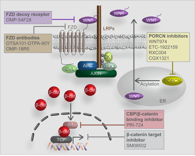 Wnt Signaling In Cancer Therapeutic Targeting Of Wnt Signaling Beyond B Catenin And The Destruction Complex Experimental Molecular Medicine