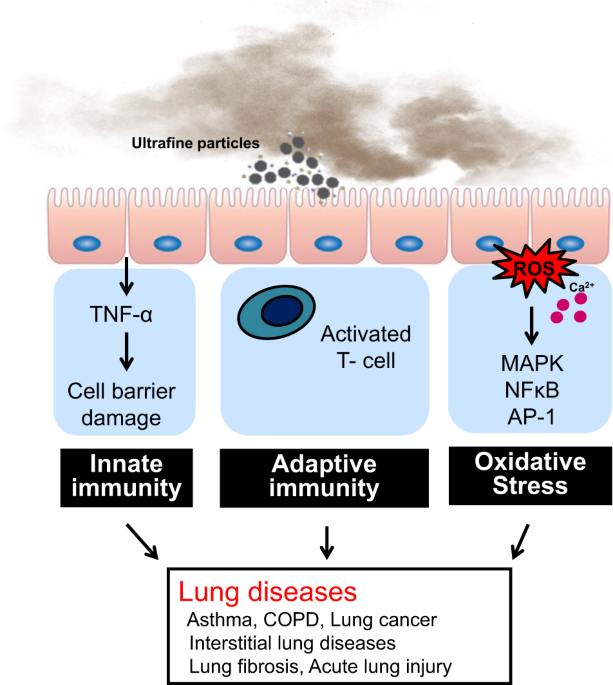 glutathione lung health Mechanisms of ultrafine particle-induced respiratory health effects