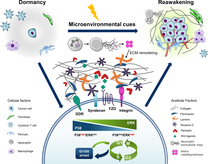 How cancer evades immune system detection and spreads