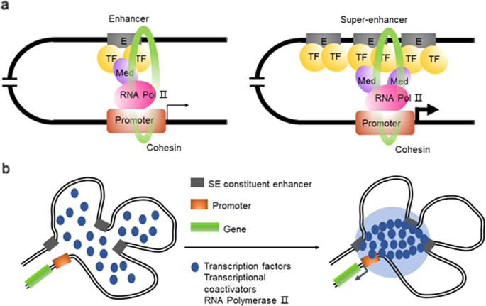 Oncogenic super-enhancer formation in tumorigenesis and its molecular mechanisms