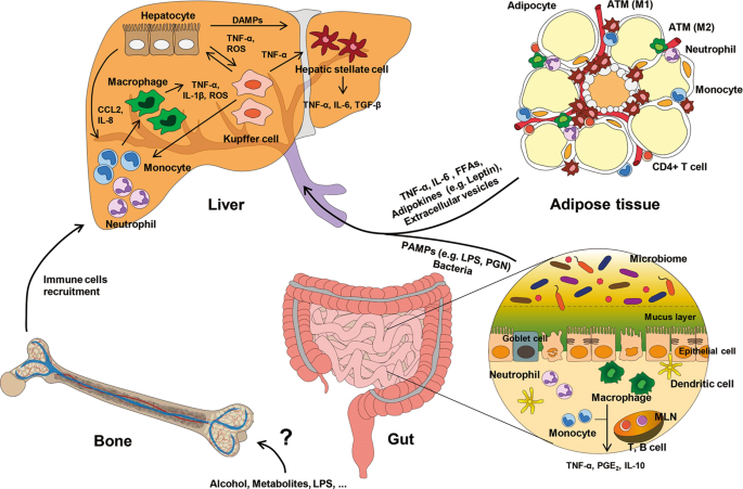 Does Alcohol Cause Inflammation? Yes, But It's Reversible