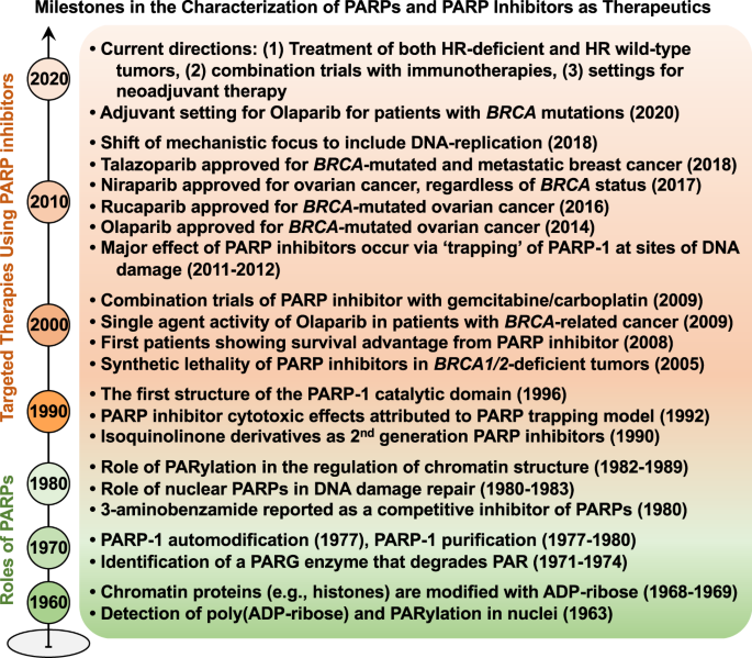 Alternate Therapeutic Pathways For Parp Inhibitors And Potential Mechanisms  Of Resistance | Experimental &amp; Molecular Medicine