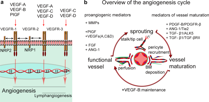 Relapse of pathological angiogenesis: functional role of the basement  membrane and potential treatment strategies | Experimental & Molecular  Medicine