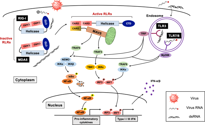 Innate immune sensing of coronavirus and viral evasion strategies |  Experimental & Molecular Medicine