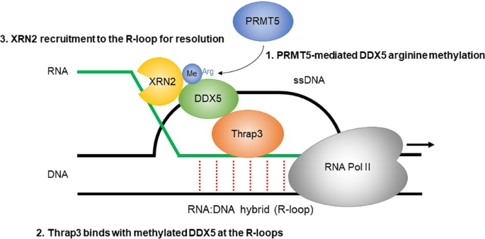 BRCA2 promotes DNA‐RNA hybrid resolution by DDX5 helicase at DNA