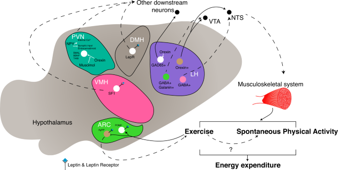 TrkB-expressing paraventricular hypothalamic neurons suppress