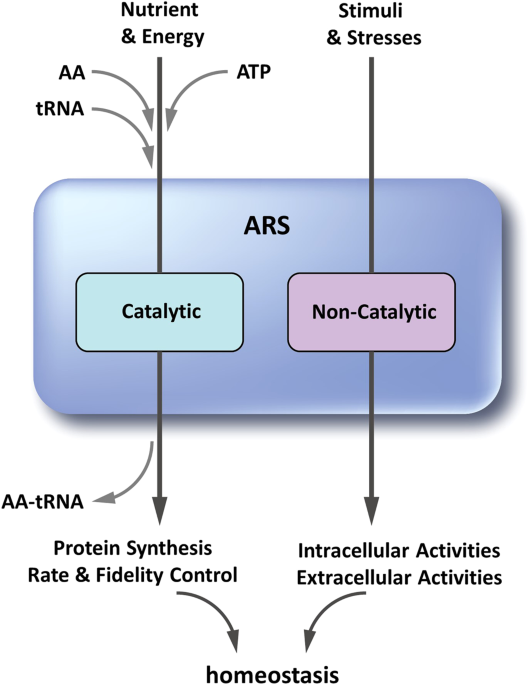 glutathione can cause cancer Involvement of glutathione peroxidases in the occurrence and development of  breast cancers | Journal of Translational Medicine