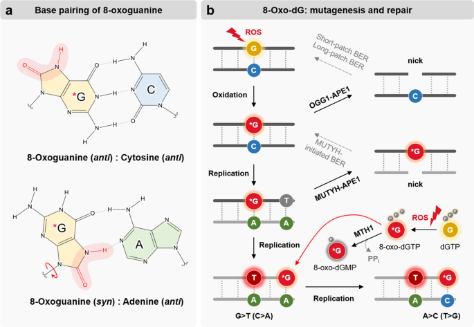 procent kompensation Samme 8-Oxoguanine: from oxidative damage to epigenetic and epitranscriptional  modification | Experimental & Molecular Medicine