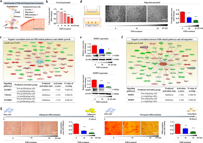 A novel role of follicle-stimulating hormone (FSH) in various  regeneration-related functions of endometrial stem cells | Experimental &  Molecular Medicine
