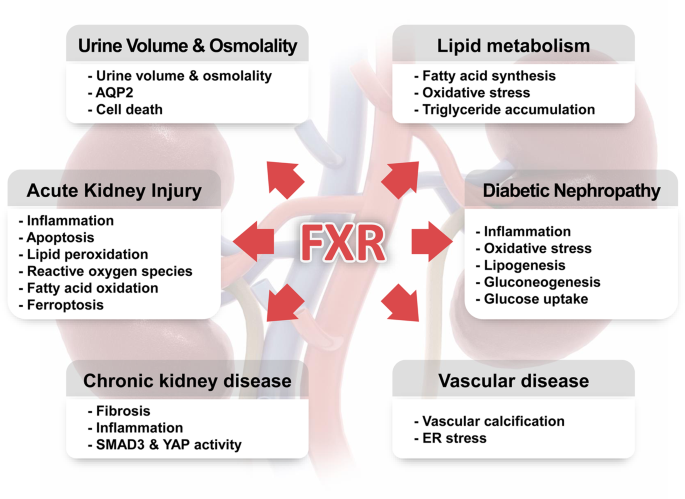 glutathione and ckd The role of the farnesoid X receptor in kidney health and disease: a  potential therapeutic target in kidney diseases