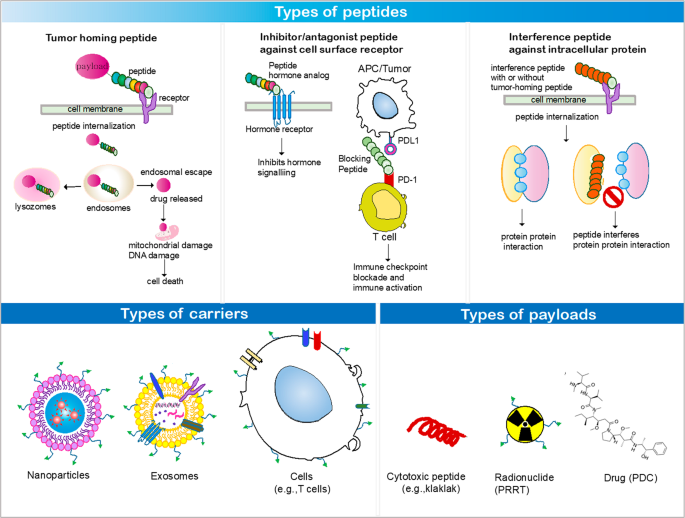 Peptides as multifunctional players in cancer therapy | Experimental &  Molecular Medicine