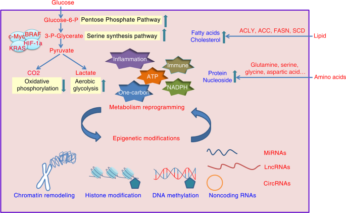 methylation glutathione PRMT1-mediated methylation of UBE2m promoting calcium oxalate  crystal-induced kidney injury by inhibiting fatty acid metabolism