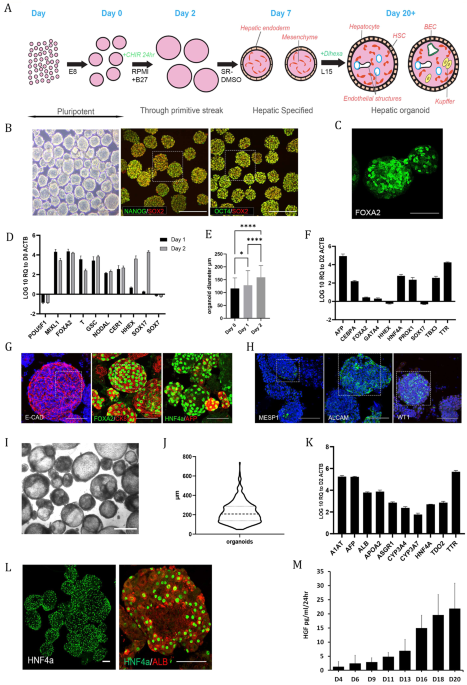 dihexa stability ph degradation Scalable production of tissue-like vascularized liver organoids from human  PSCs