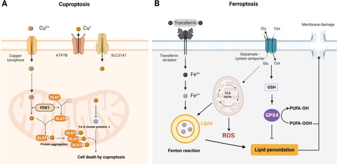 A Novel Immunogenic Cell Death Inducer Based on Bimetallic Ferrocene  Substituted Organotin Complexes - He - 2023 - ChemistrySelect - Wiley  Online Library