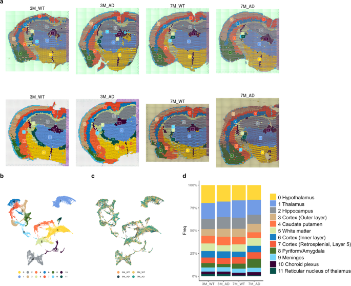 Spatiotemporal characterization of glial cell activation in an ... - Nature.com