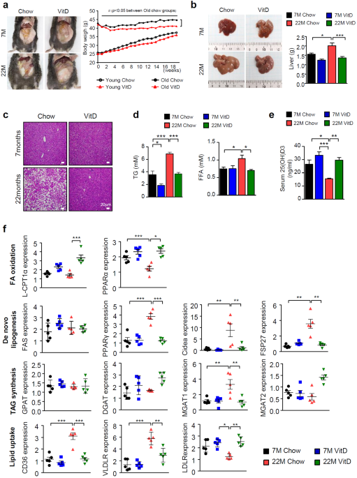 Vitamin D ameliorates age-induced nonalcoholic fatty liver disease by  increasing the mitochondrial contact site and cristae organizing system  (MICOS) 60 level