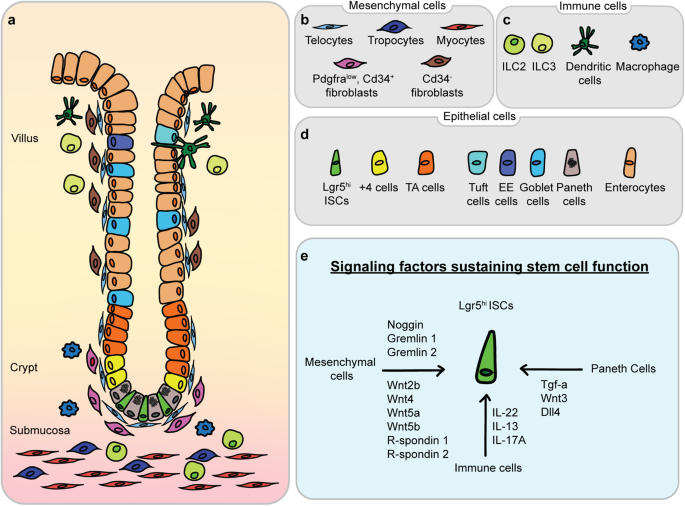 Intestinal stem cells: guardians of homeostasis in health and aging amid environmental challenges